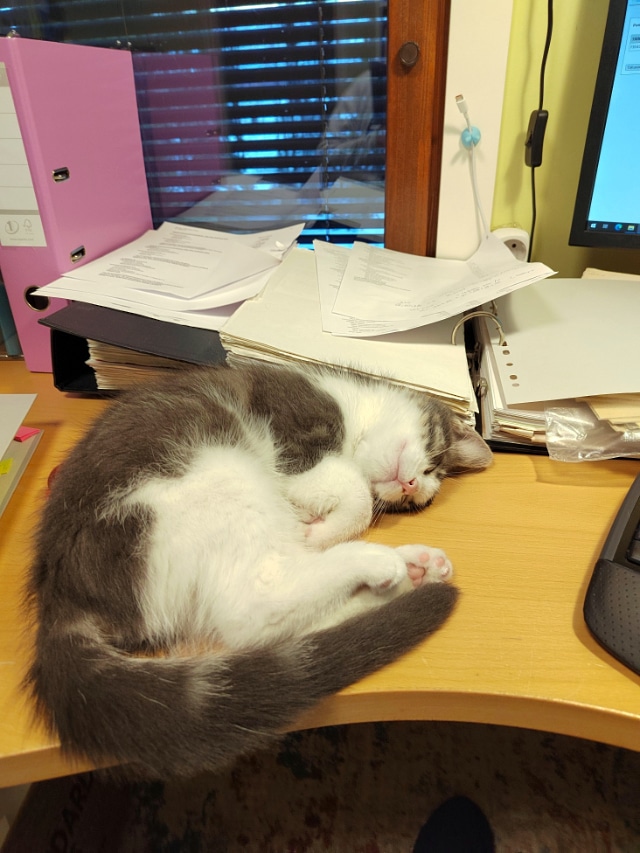 Junnu jeesaa hommissa – Kimara Toimistopalvelut